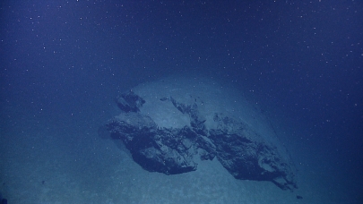 Biological debris that falls from higher in the water column is also known as marine snow. Some flakes fall for weeks before finally reaching the ocean floor.