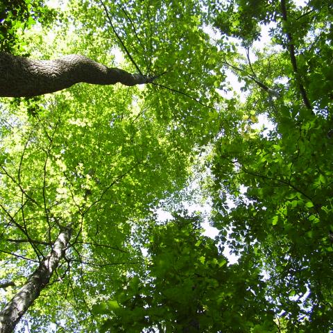 tree canopy